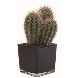 Kaktus im schwarzen Glas-Topf, Durchmesser ca. 14 cm, Zimmerpflanze für Innen.