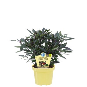 Blu Bio-Chili Schwarze Perle im gelben Topf, ca. 15 cm Topfgröße.