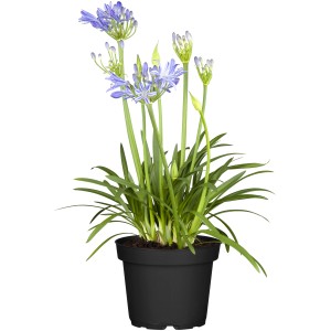 Schmucklilie 'Love Blue/White' im Topf, ca. 2,3 l. Blaue und weiße Blüten der Agapanthus africanus.