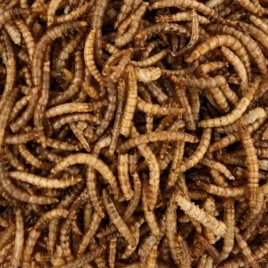Getrocknete Orni Mehlwürmer als proteinreiches Wildvogelfutter. Braune, segmentierte Insekten für viele Tierarten.