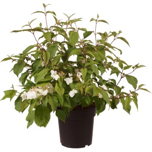 Schneeball Mariesii Höhe ca. 60 cm Topf 6 l Viburnum plicatum Mariesii