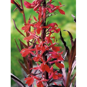 Rote Kardinalslobelie (Lobelia cardinalis) als Teichpflanze für den Gartenteich.