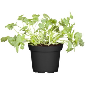 Frischer OBI Koriander im Topf (ca. 12 cm Ø). Aromatische Kräuter für Küche & Garten.