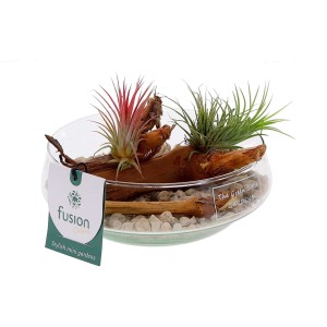 Tillandsien-Arrangement im Glasgefäß mit Holz und Steinen, Topf ca. 15cm.