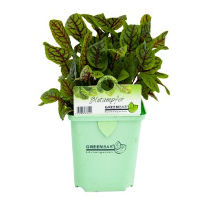 Blut-Ampfer (Rumex sanguineus) im Topf, grüne Blätter mit roten Adern. Kräuter für Salat.