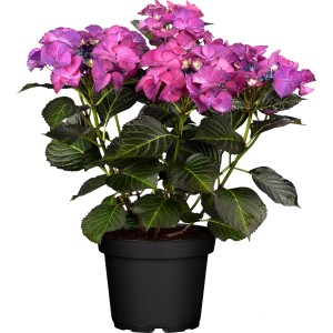 GROW by OBI Tellerhortensie "Dark Angel" Rot Höhe 20-30cm Topf ca. 5 l Hydrangea