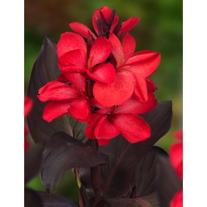 Indisches Blumenrohr 'Rot', Canna mit roten Blüten und dunklem Laub im Topf.