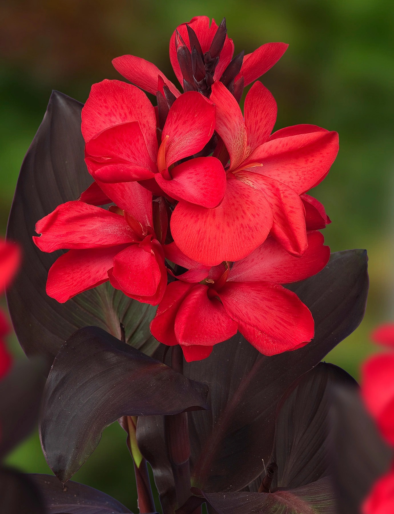Indisches Blumenrohr Rot TopfØ ca. 18 cm Höhe 30 cm Canna kaufen bei OBI