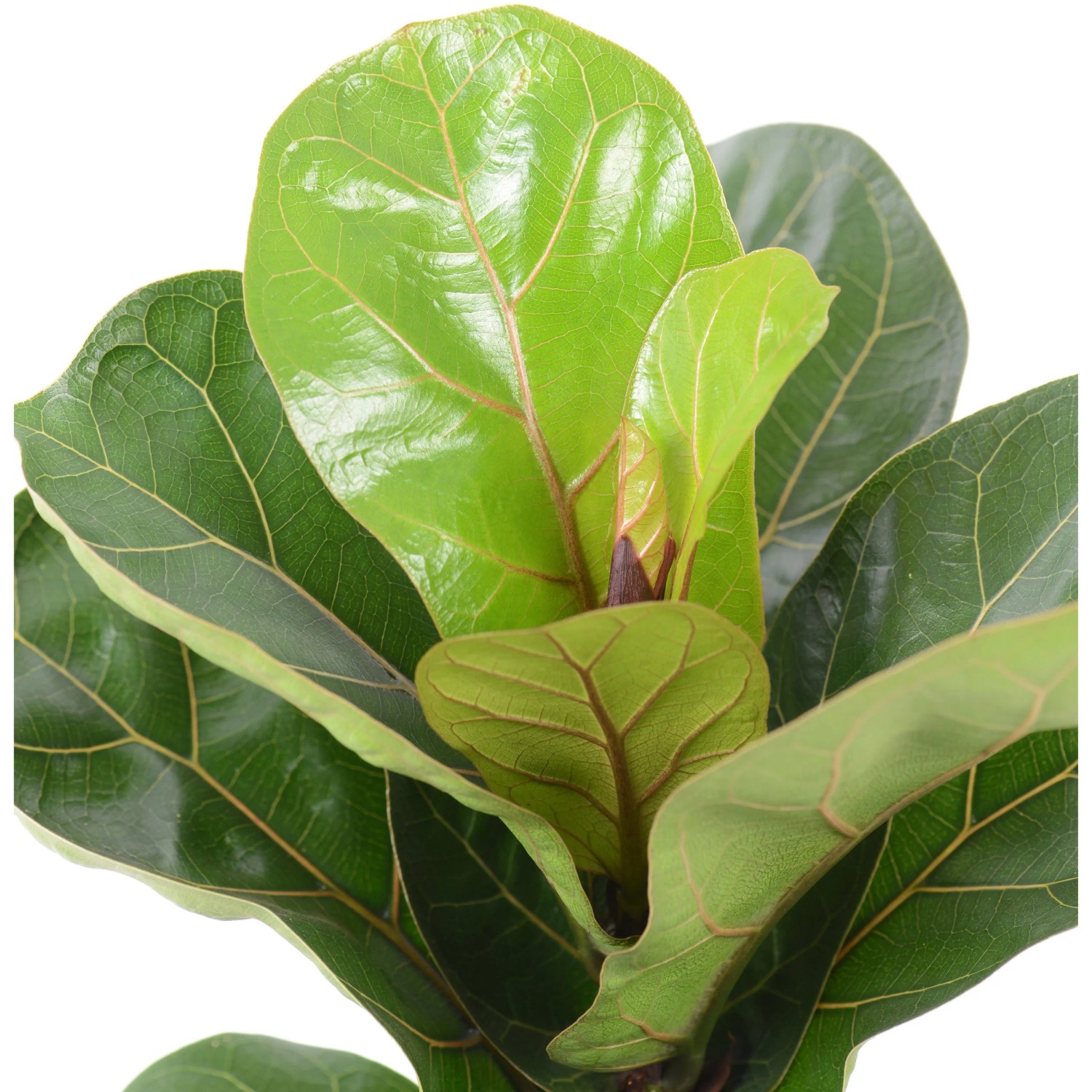 GROW by OBI Geigenfeige Bambino Hhe ca. 35 cm Topf  ca. 12 cm Ficus  Lyrata kaufen bei OBI