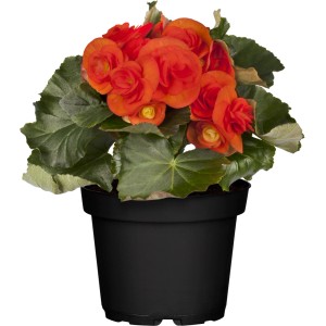 Orange Elatior-Begonie Garden Dreams im schwarzen Topf, Topfgröße ca. 14 cm.