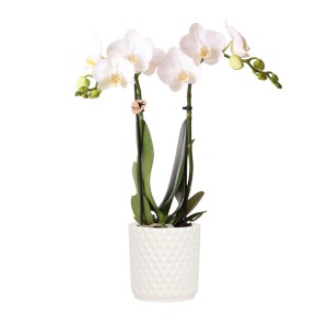 Weiße Schmetterlingsorchidee im Keramiktopf, Topfpflanze für Fensterbank und Tischdeko.