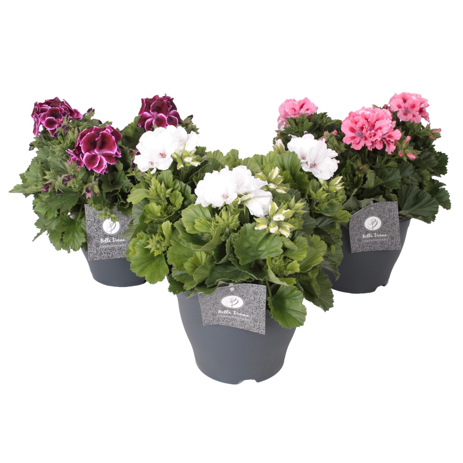 EdelGeranie "Bella Donna" Höhe 3540 cm TopfØ 23 cm Pelargonium