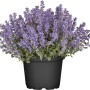 GROW by OBI Katzenminze im Topf, lila Blüten, ca. 19 cm Topf-Ø.
