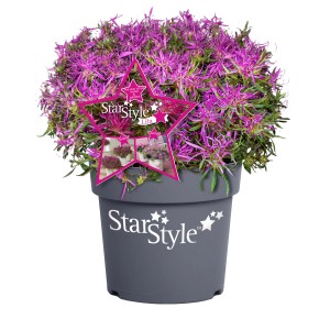 Japanische Azalee Star Style im Topf, lila Blütenpracht. Rhododendron obtusum.