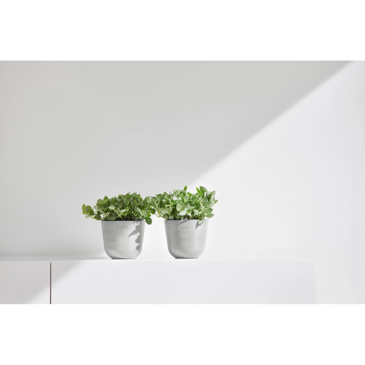Zwei Ecopots Pflanztöpfe Oslo Mini in Weißgrau mit grünen Pflanzen.
