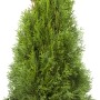 Lebensbaum 'Smaragd' (Thuja) im Ballen, ca. 80-100cm hoch, ideal als Heckenpflanze.