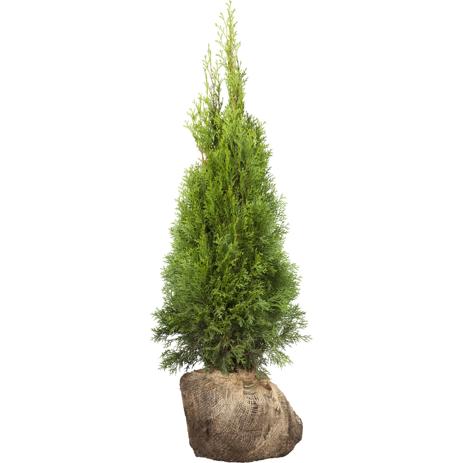 Lebensbaum 'Smaragd' (Thuja) im Ballen, ca. 80-100cm hoch, ideal als Heckenpflanze.