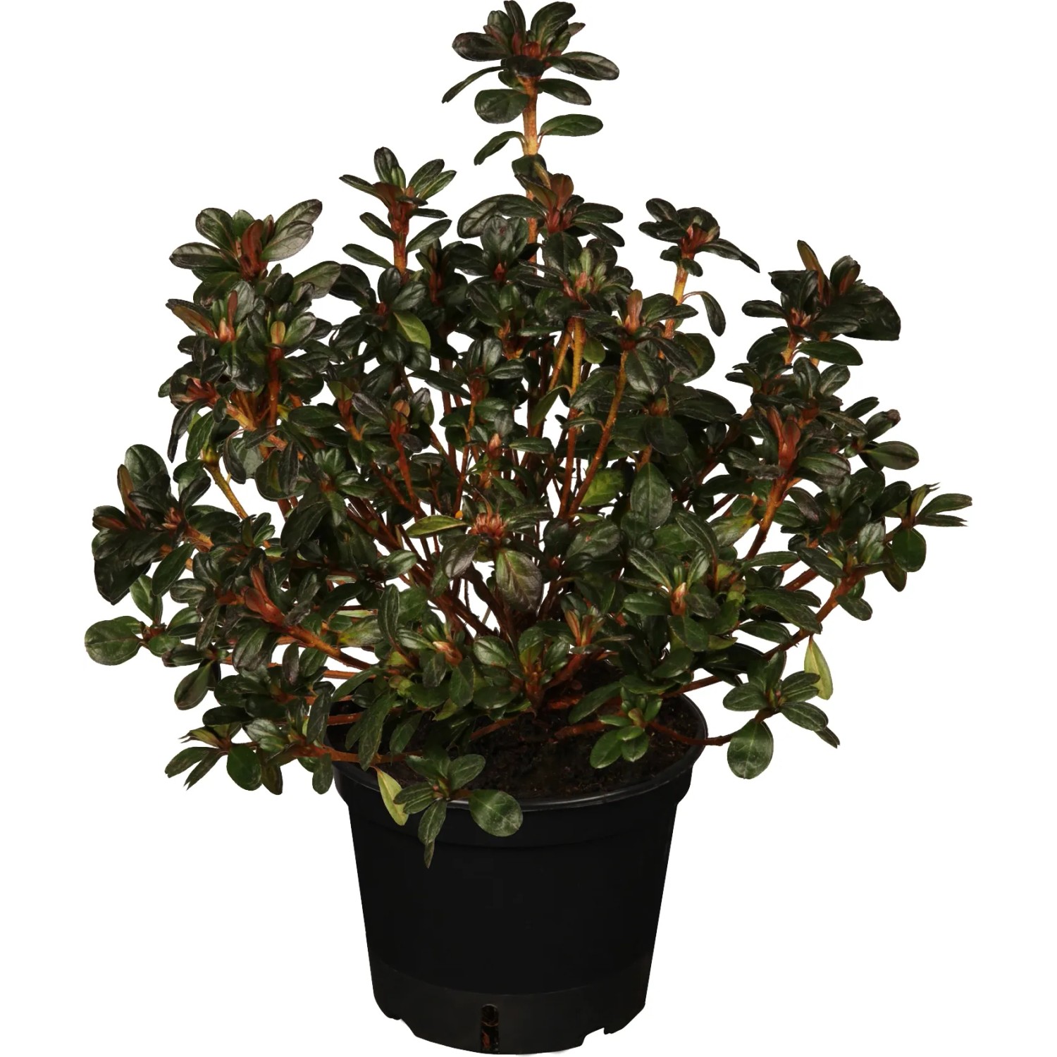 thuja cypress Thuja plicata 5gal Western Red Cedar