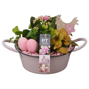 Bepflanzte Oster-Zinkschale mit Kalanchoe, Fittonie, Efeu, Deko-Eiern und Holz-Huhn, Topf ca. 19cm Ø.