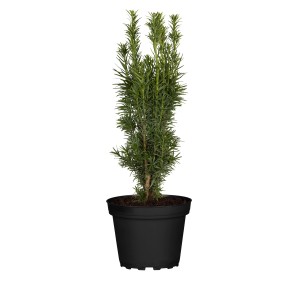 GROW by OBI Eibe Höhe ca. 25 - 30 cm Topf ca. 2,2 l Taxus baccata