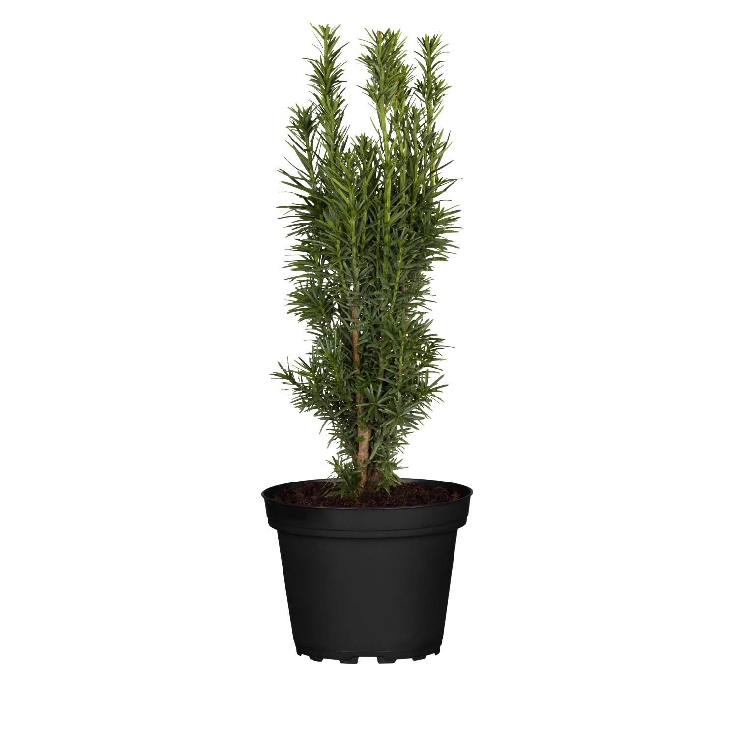 GROW by OBI Eibe Hhe ca. 25 - 30 cm Topf ca. 2,2 l Taxus baccata kaufen  bei OBI