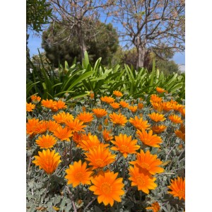 Gazanien Gazania Orange (Sorte Sunstopper) im Gartenbeet, Höhe ca. 35 cm.