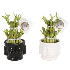 Glücksbambus im Keramiktopf (schwarz/weiß), Dracaena sanderiana, ca. 11 cm Topf-Ø.