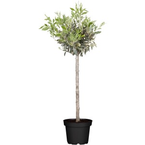 Olivenbaum als Stamm im Topf, ca. 80-100 cm hoch, für Terrasse & Balkon.