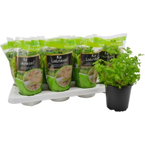 Frischer OBI Liebstöckel im Topf (Ø 12cm) auf einem Verkaufstray. Küchenkraut für Suppen und mehr.
