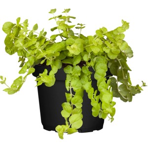 Pfennigkraut Gelb im Topf (ca. 13 cm) von GROW by OBI. Hängepflanze mit hellgrünen Blättern.