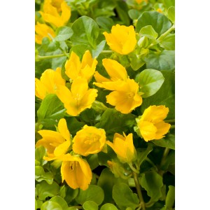 Gelbes Pfennigkraut (Lysimachia nummularia) im 18 cm Topf, eine dekorative Sumpfpflanze.