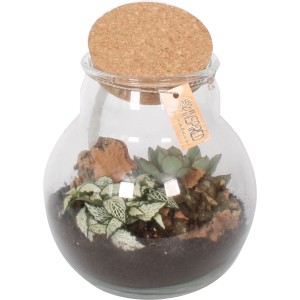Pflanzen-Arrangement im Glas mit Korken, Topf-Ø ca. 18cm. Bepflanzte Schale für Innen.