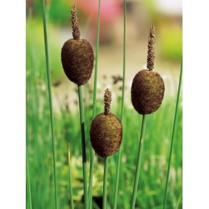 Zwergrohrkolben (Typha minima) im Topf, braune Kolben und grüne Stiele.