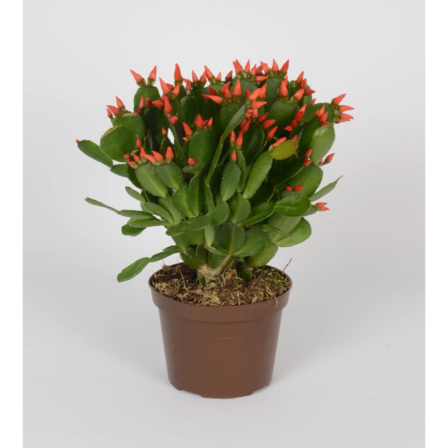 Osterkaktus Fire Farbmix Topf- ca. 11,5 cm Rhipsalidopsis kaufen bei OBI
