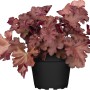 GROW by OBI Purpurglöckchen im Topf, rot-braune Blätter. Heuchera für Beet und Rabatte.