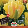 Sperli Tulpe Akebono: gefüllte, späte Tulpen-Blumenzwiebel mit gelb-rosa Blüten und rotem Rand.