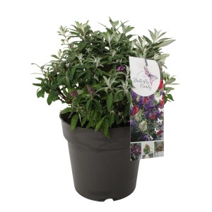 Sommerflieder "Butterfly Candy" Trio Höhe 30 - 40 cm Topf 6 l Buddleja davidii