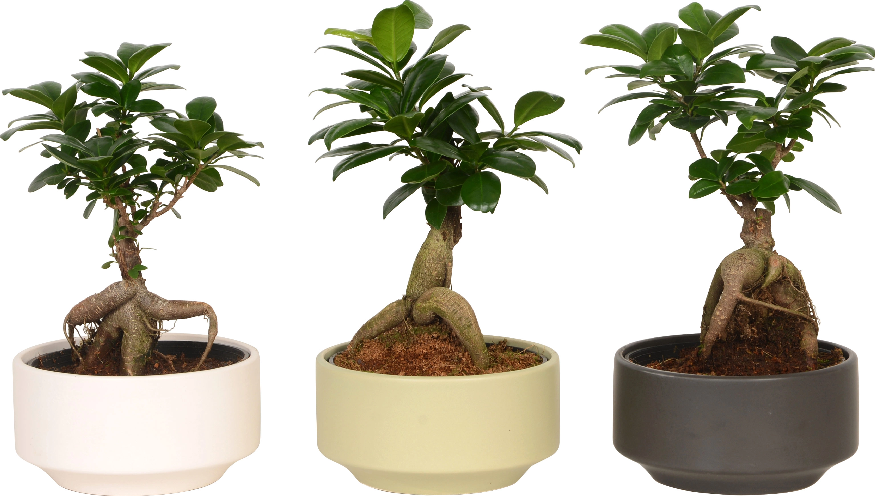 Bonsai "Ficus Ginseng" im Keramik TopfØ ca. 15 cm kaufen bei OBI