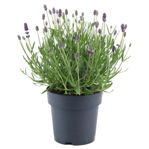 GROW by OBI Lavendel "Felice" Topf-Ø ca. 15 cm Lavandula angustifolia