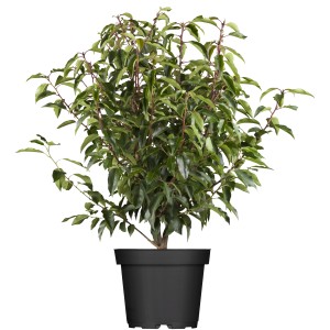 Portugiesischer Kirschlorbeer Angustifolia im Topf, ca. 100 cm hoch, immergrüne Heckenpflanze.