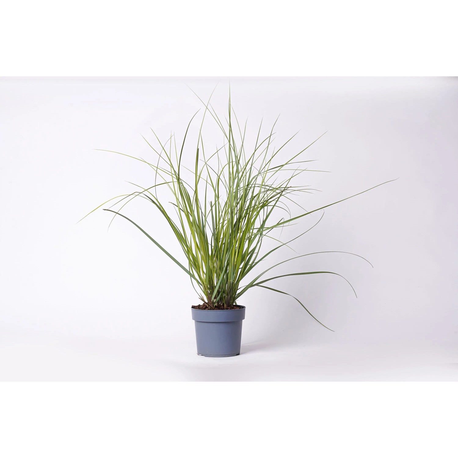 GROW BY OBI Rosa Pampasgras T19 Cortaderia selloana Rosea kaufen bei OBI