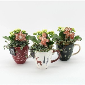 Pflanzen-Arrangement in weihnachtlicher Tasse Auswahl Topf-Ø ca. 12 cm