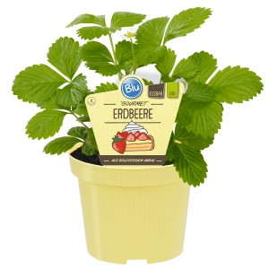 Blu Bio-Erdbeere Gourmet im Topf (ca. 12cm). Erdbeerpflanze mit grünen Blättern im gelben Topf.