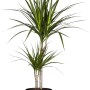 Drachenbaum (Dracaena Marginata) mit 2 Stämmen im schwarzen Topf, ca. 17 cm Ø.