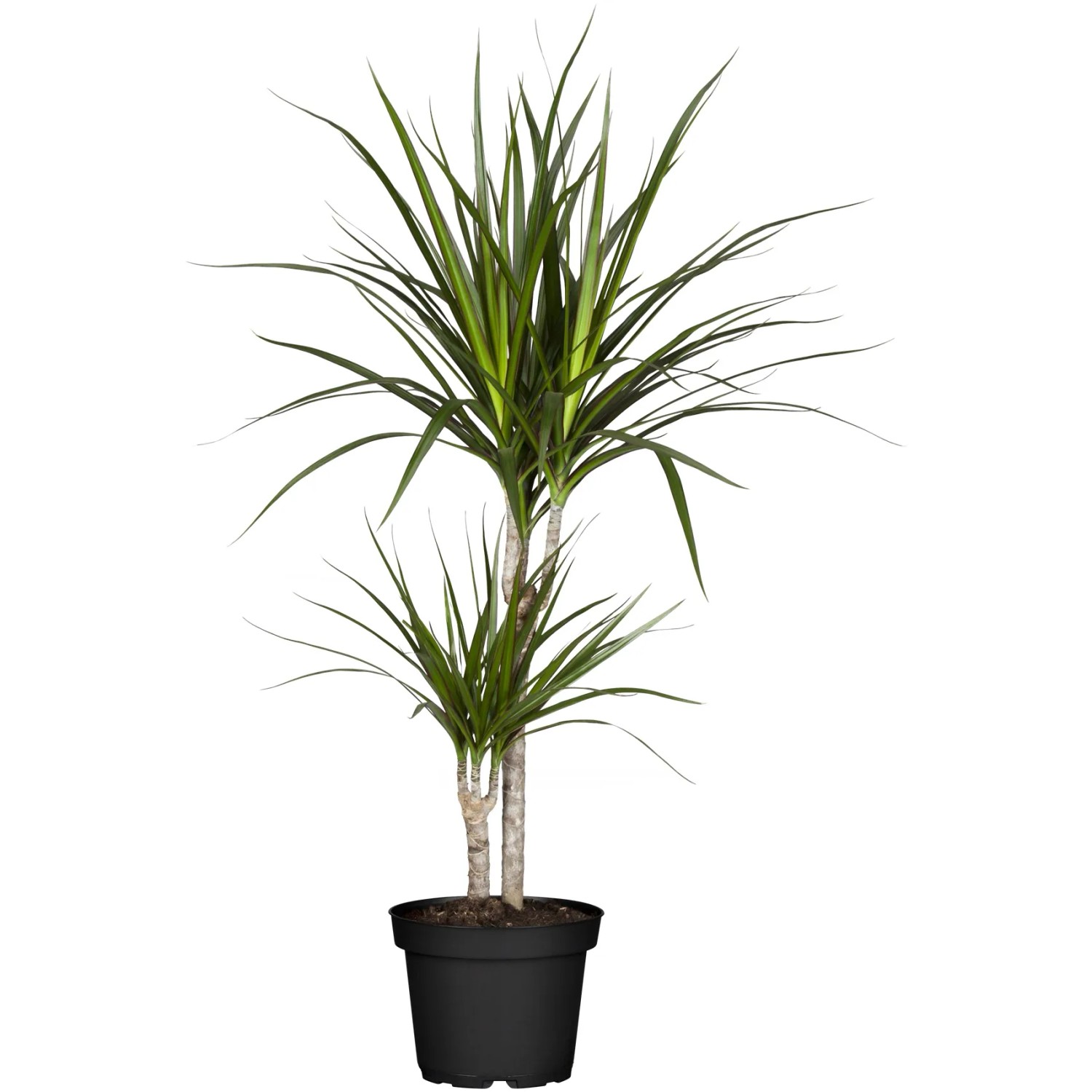 elefantenfuß flaschenbaum Beaucarnea Nolina recurvata