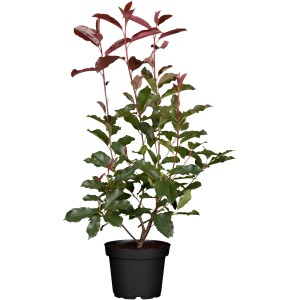 Glanzmispel Red Robin im Topf, ca. 30-40 cm hoch, mit roten und grünen Blättern.