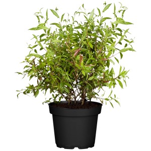 Zwerg-Granatapfel Nanum im Topf, grüne Blätter, Kübelpflanze für Balkon und Terrasse.