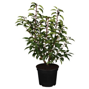 Portugiesischer Kirschlorbeer "Angustifolia" 30-40 cm Ø 17 cm Prunus lusitanica