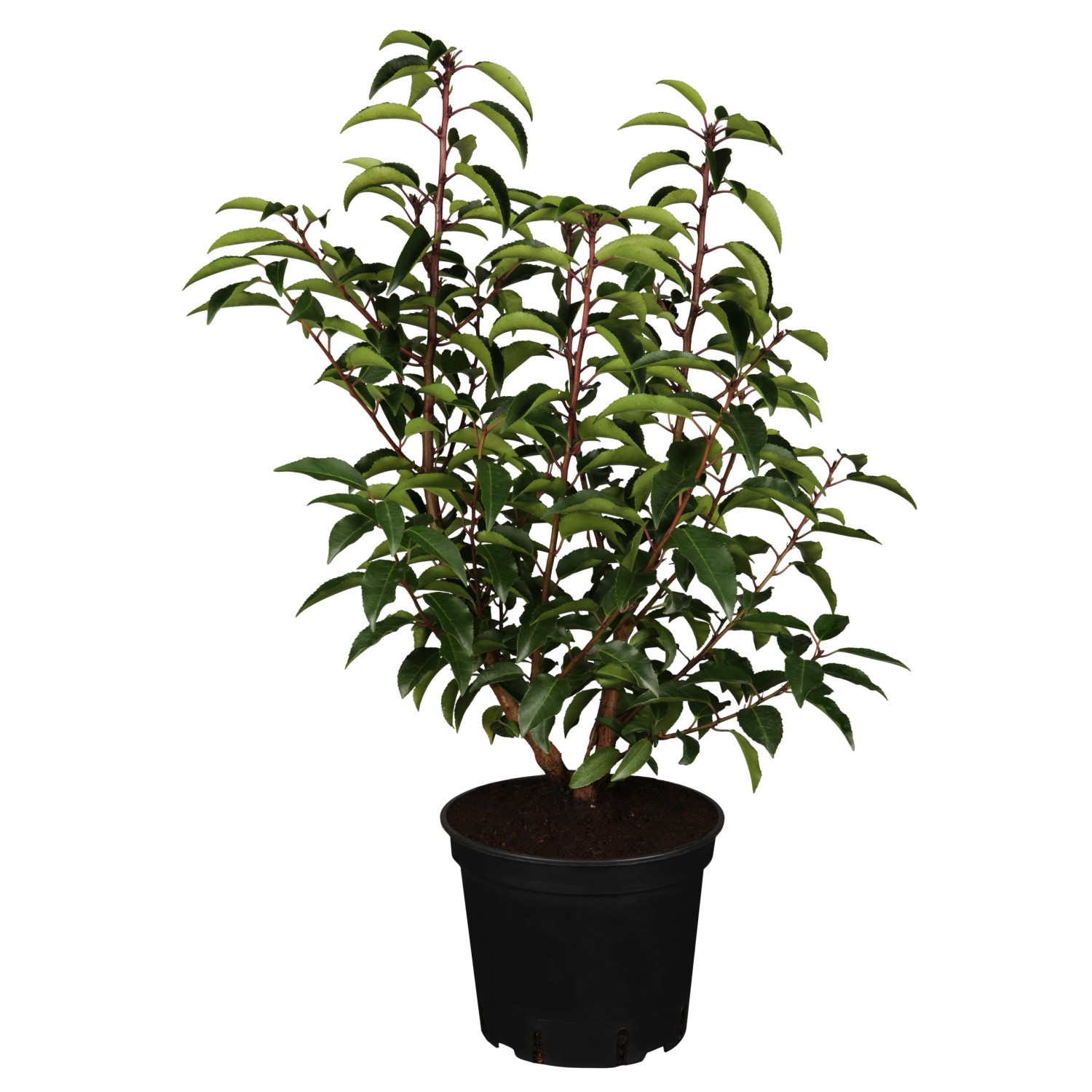 Portugiesischer Kirschlorbeer "Angustifolia" 3040 cm Ø 17 cm Prunus