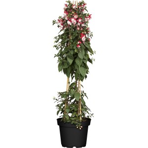 Fuchsie Pyramide im Topf, ca. 18 cm, mit rot-weißen Blüten, Kübelpflanze.